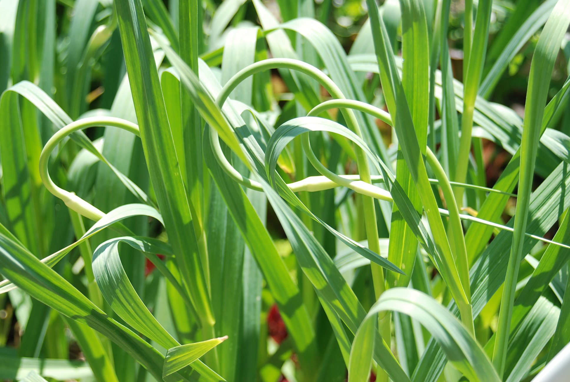 Garlic Scapes – A Simple Pesto Recipe
