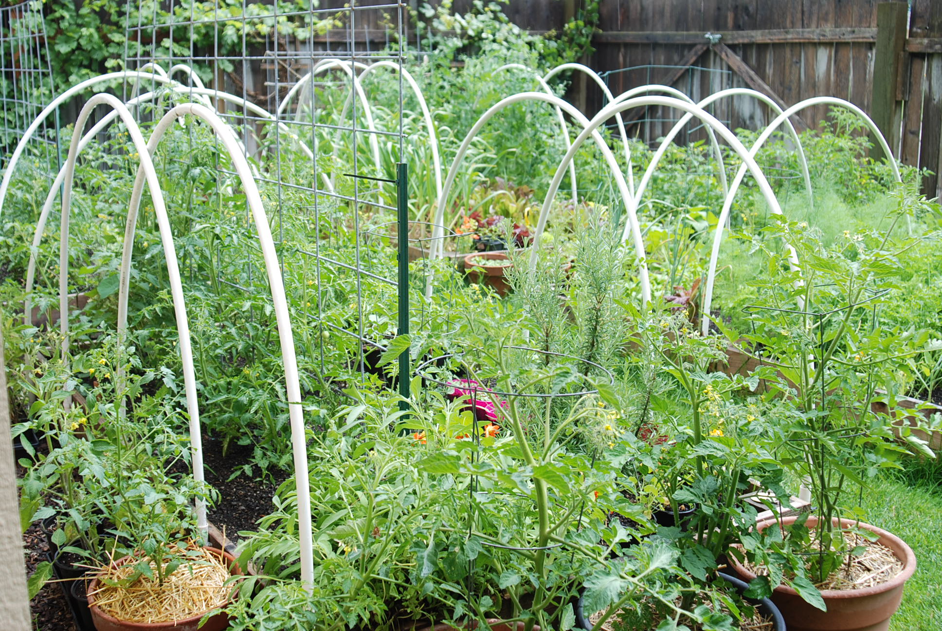 The Coeur d Alene Coop | The Summer Garden - A Mob Scene at Best