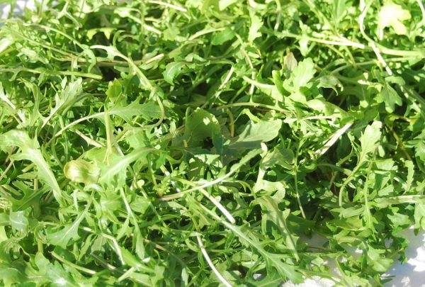 Early Spring Arugula | The Coeur d'Alene Coop
