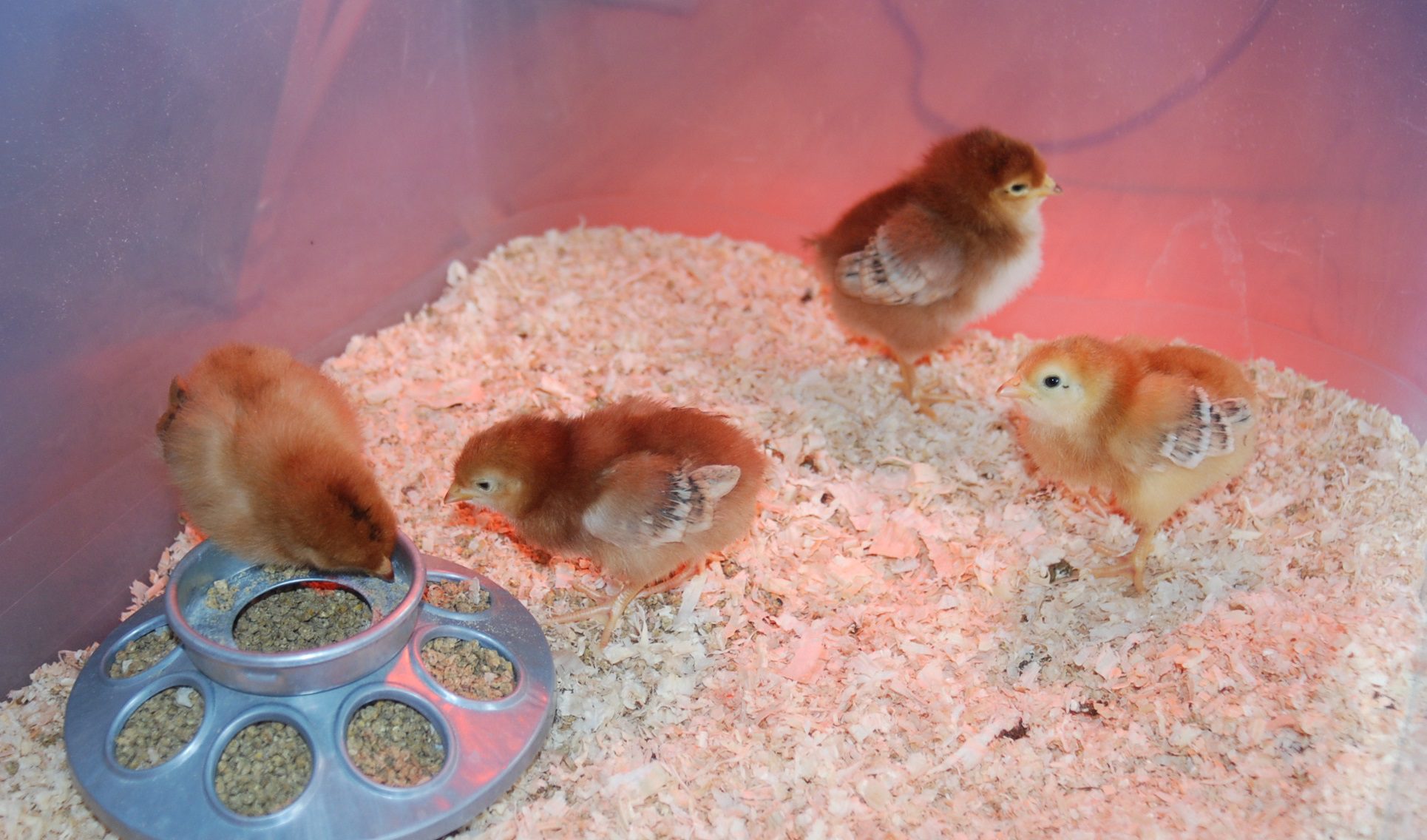 A Primer for Backyard Chickens–5 Points to Consider