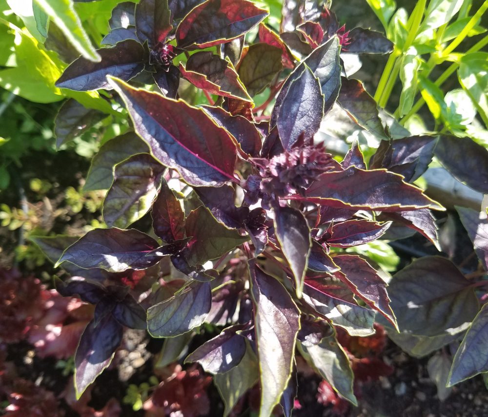 Basil - Opal