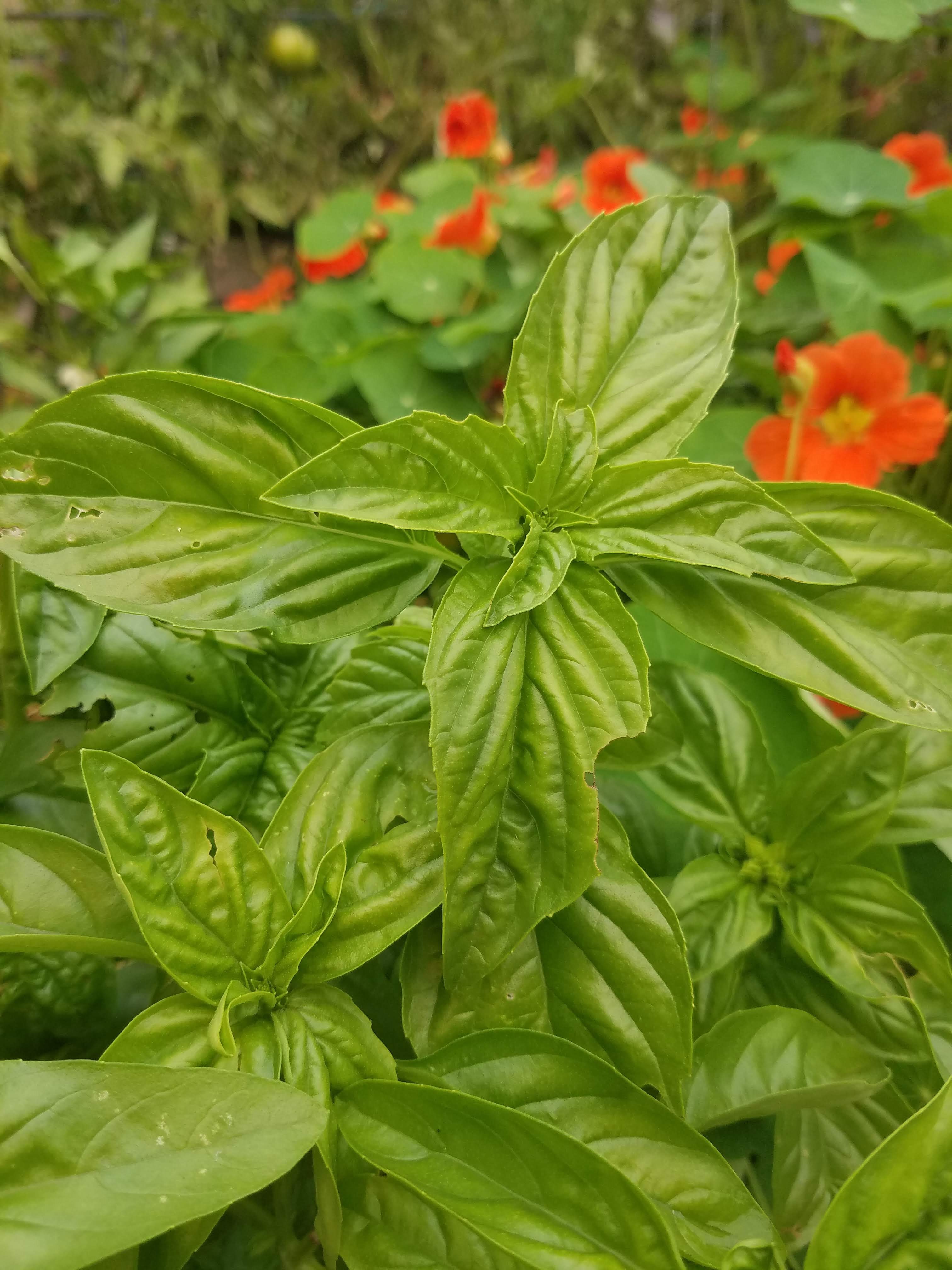 Basil - Genovese