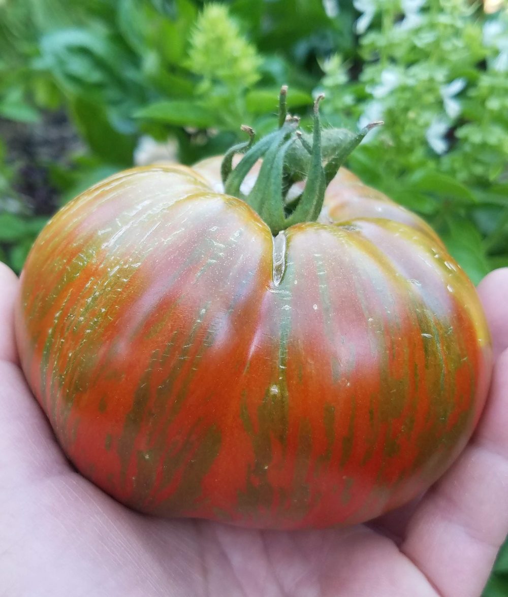 chocolate stripes tomato | The Coeur d Alene Coop