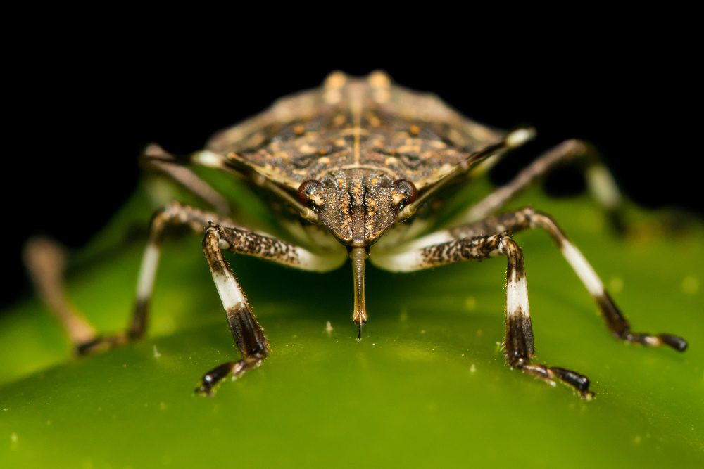 Stinkbug feeding | The Coeur d Alene Coop