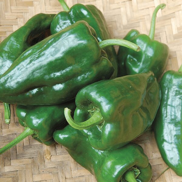Poblano/Ancho Pepper | The Coeur d Alene Coop
