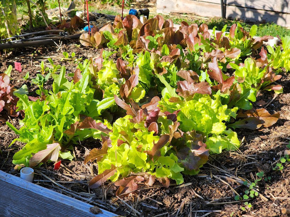 fall lettuces