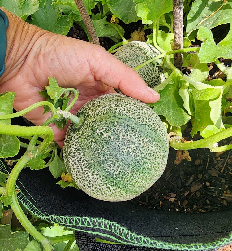 Melon - Minnesota Midget Cantaloupe - The Coeur d'Alene Coop