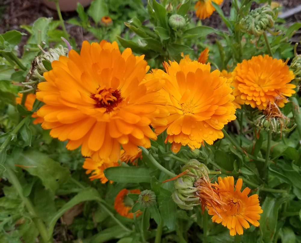 group of orange calendula flowers in the garden