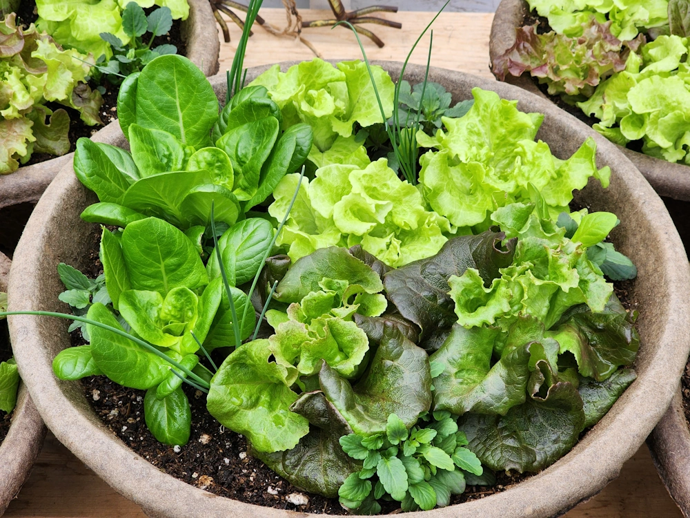 lettuce planter