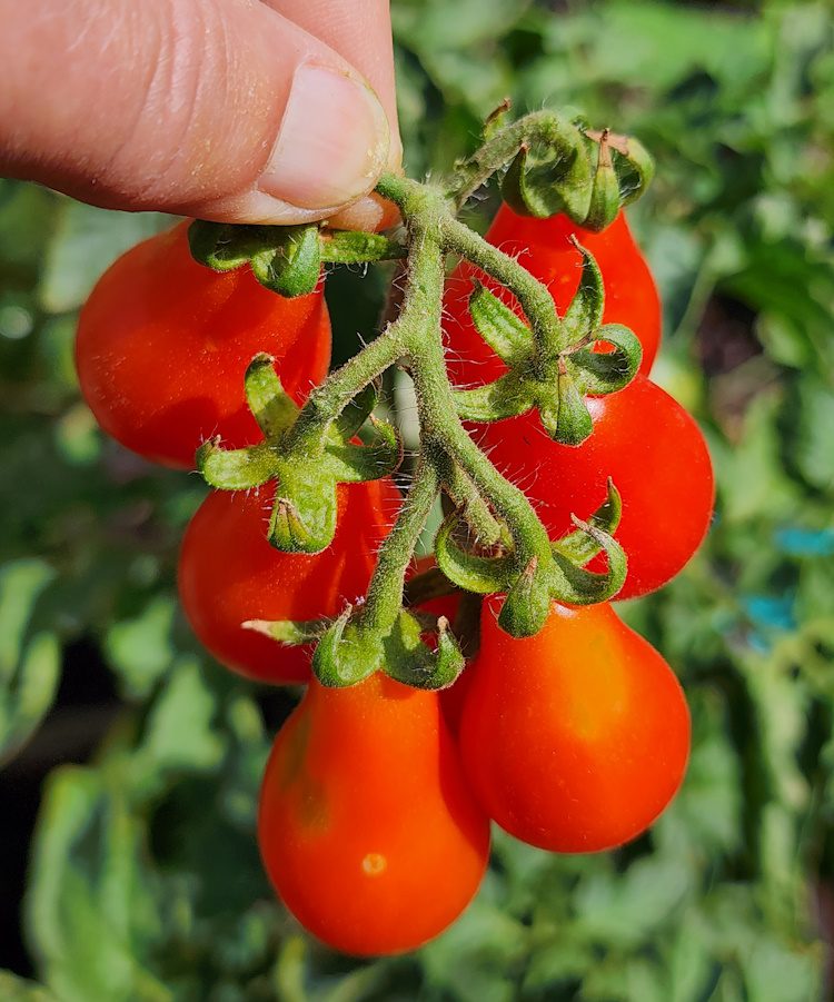 Baby Roma cherry tomato cluster
