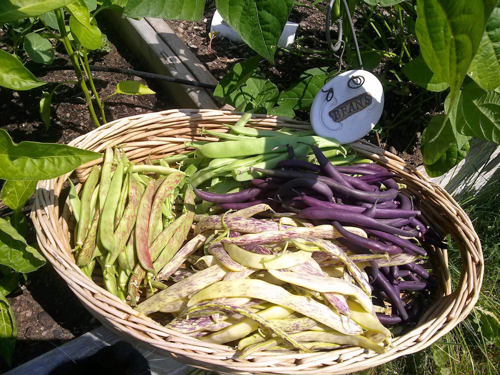 a variety of snap beans in a basket