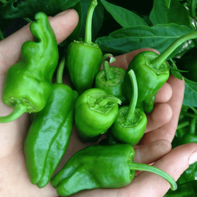 handful of padron peppers green