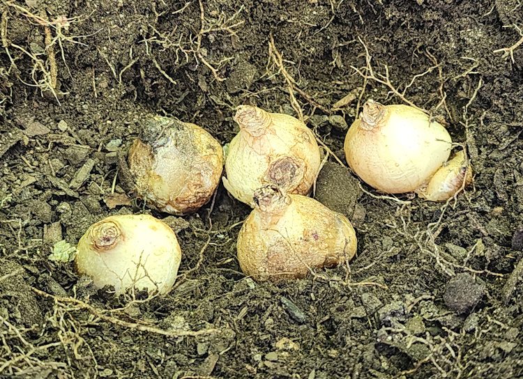 flower bulbs in the soil with the pointed end facing up