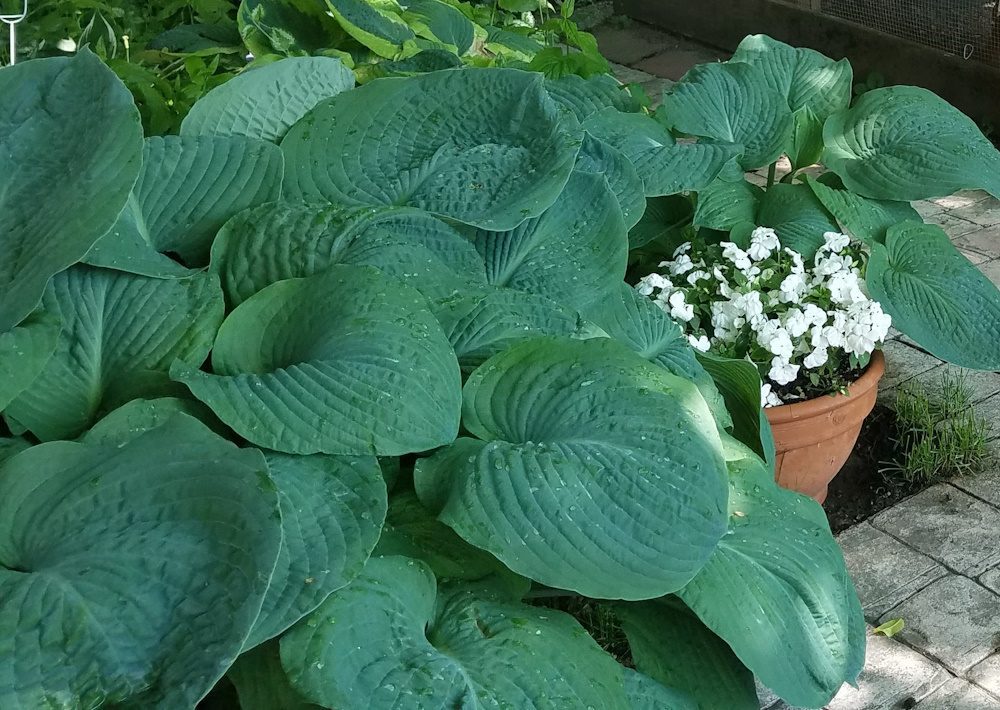 large hosta plant