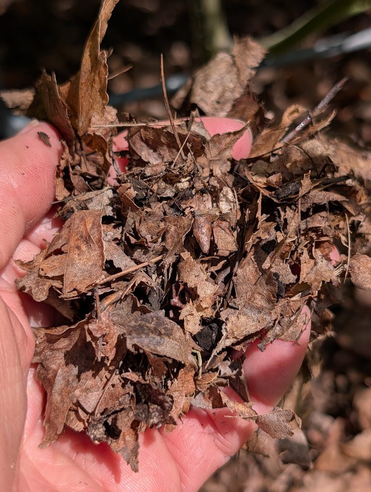 dried leaf mulch in a person's hand