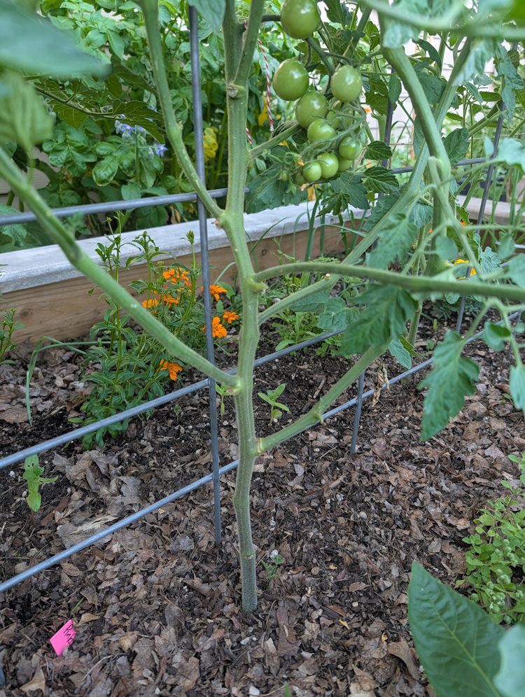 pruned tomato with bottom leaves removed