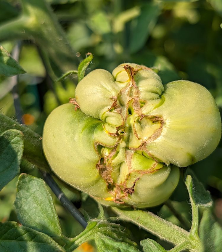 green tomato with catfacing on the bottom