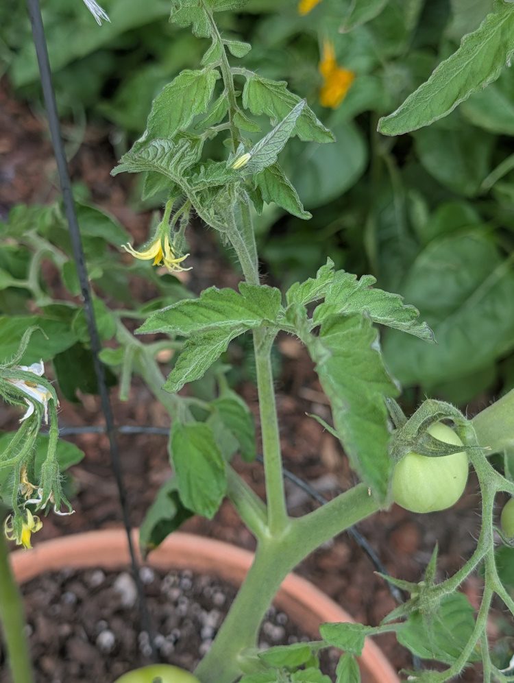 tomato plant with a sucker stem
