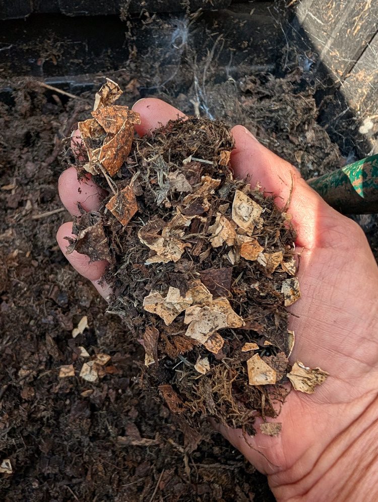 eggshells in compost in a persons hand