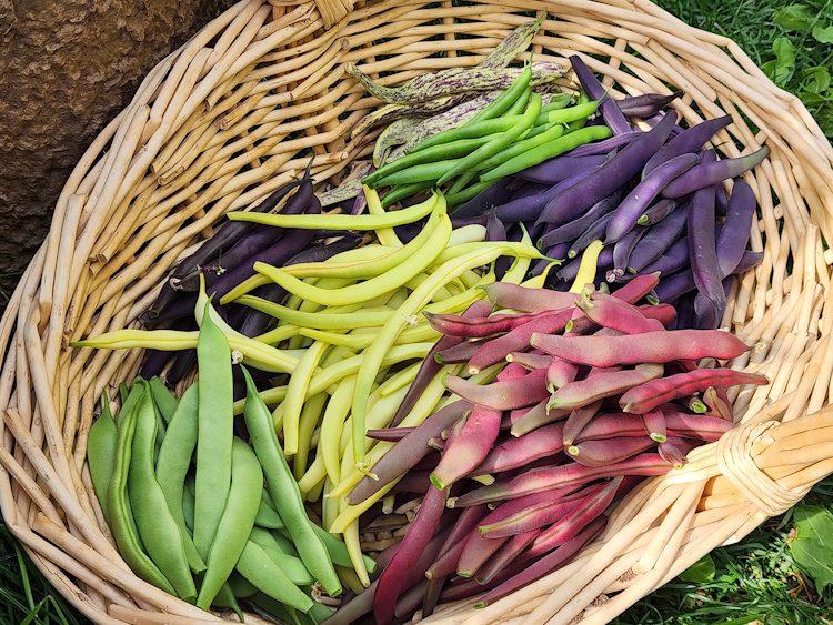 basket full of colorful snap beans