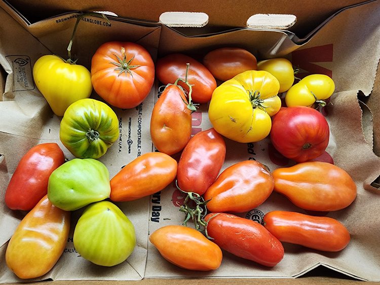 tomatoes ripening in a box