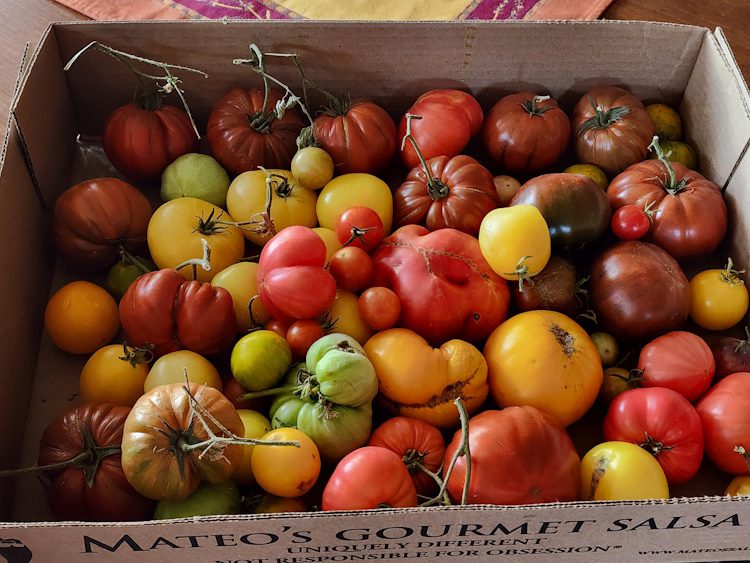 box full of ripening tomatoes