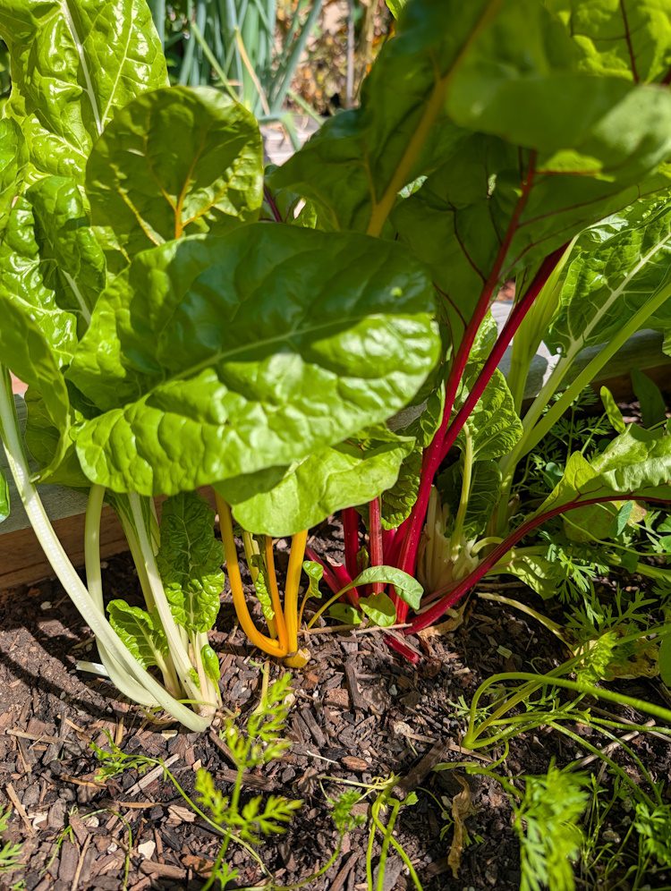 colorful swiss chard plants in the garden
