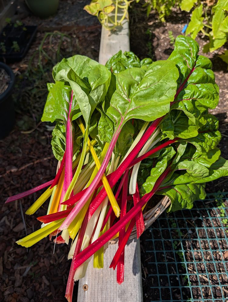 colorful chard stems and leaves