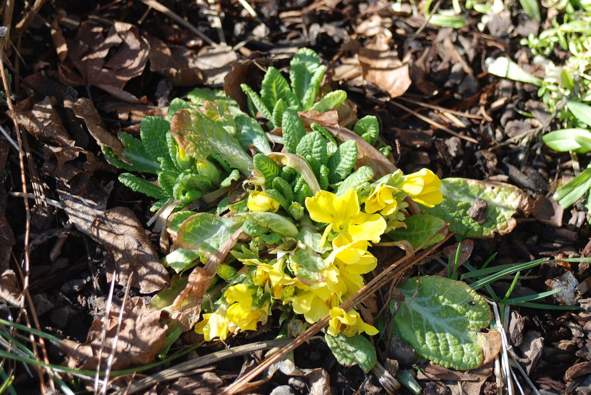 Late Winter Primrose