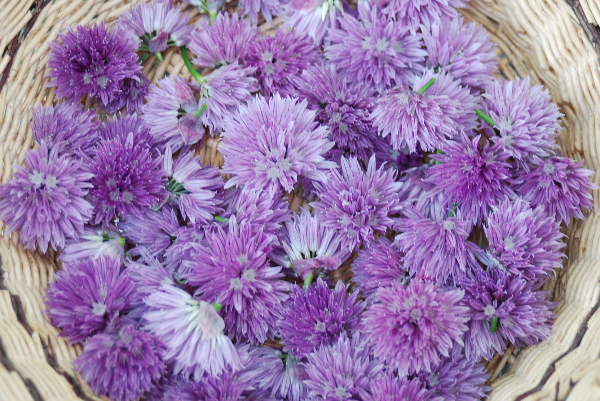 How to Make Chive Blossom Vinegar