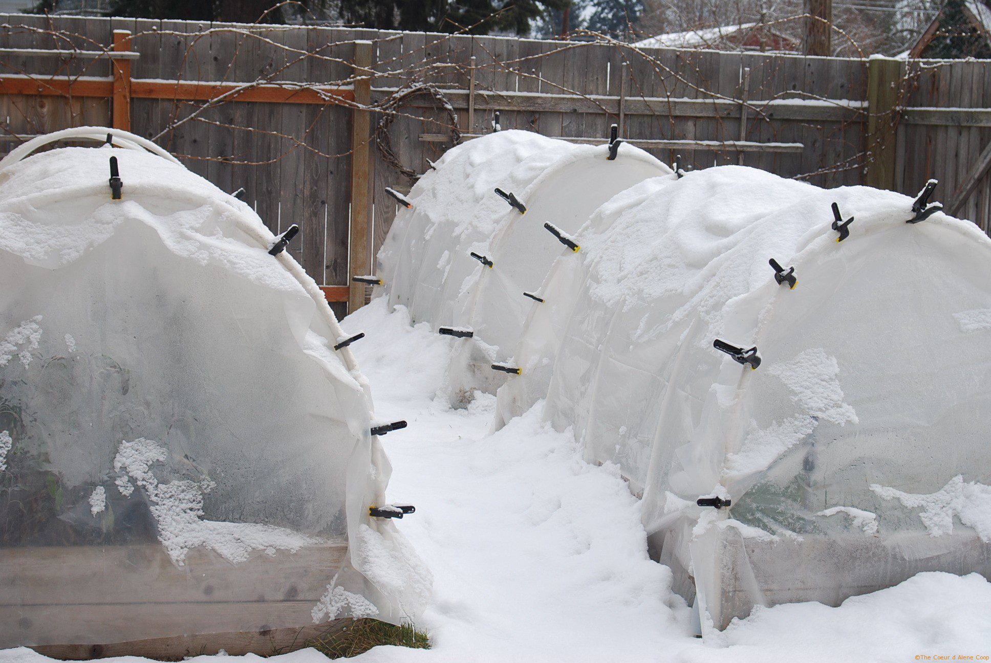A Mid-Winter’s Plan