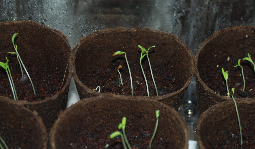 Growing Heirloom Tomato Plants from Seed