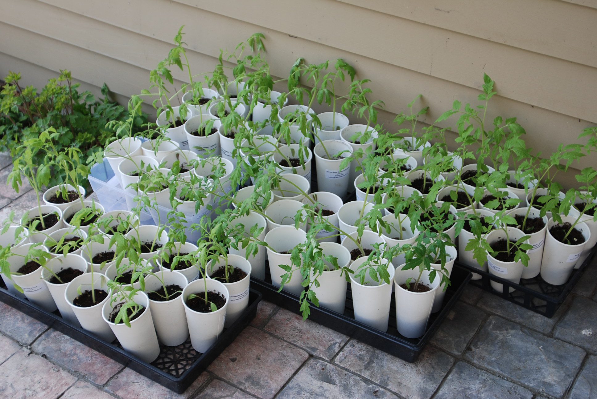 How to Harden Off Tomato Plants