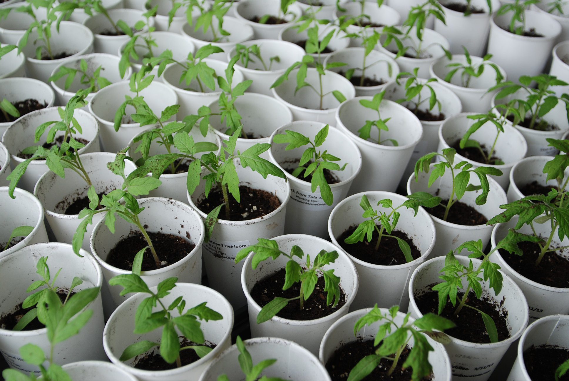 The Heirloom Grow-Operation