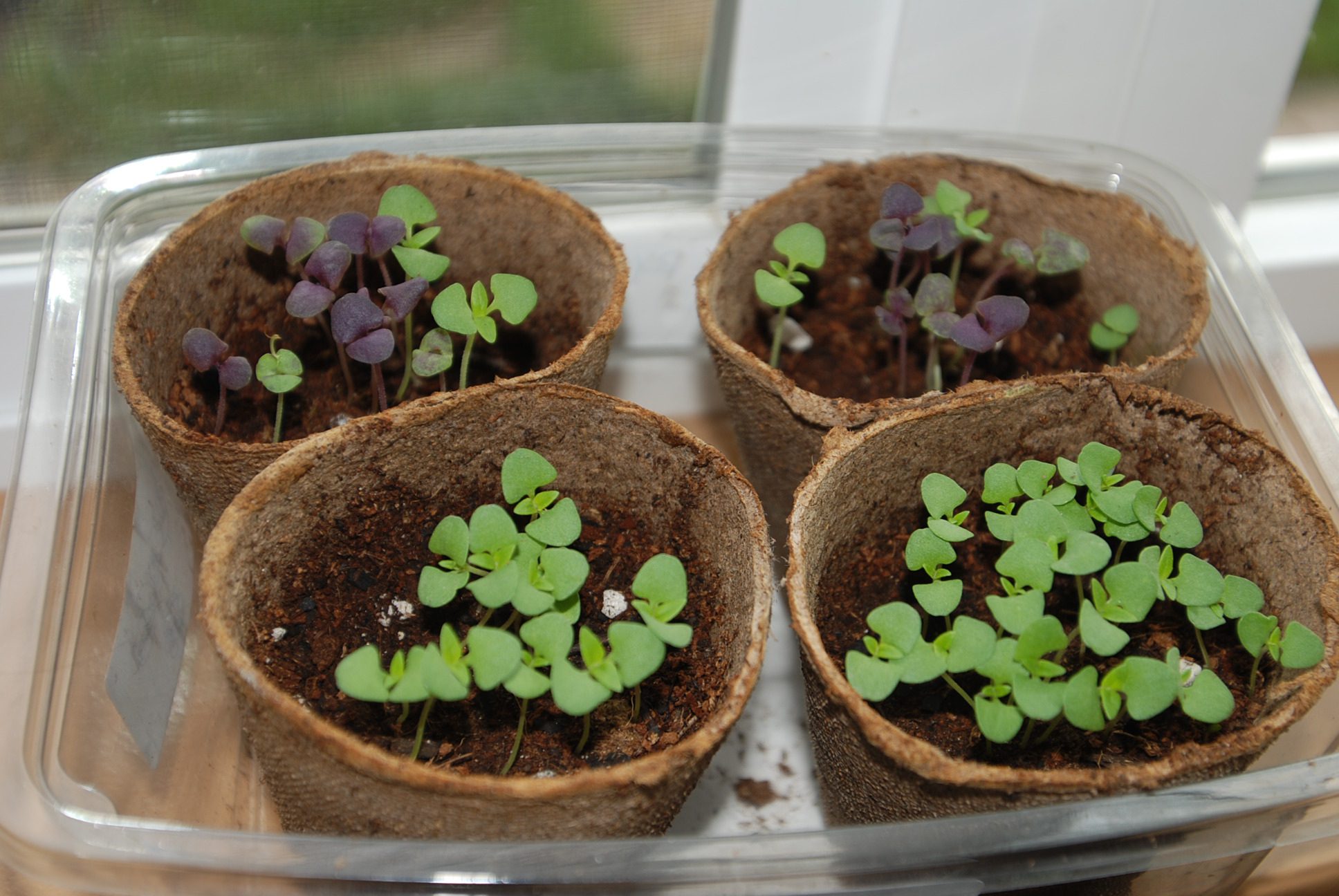 Basil Starts | The Coeur d'Alene Coop