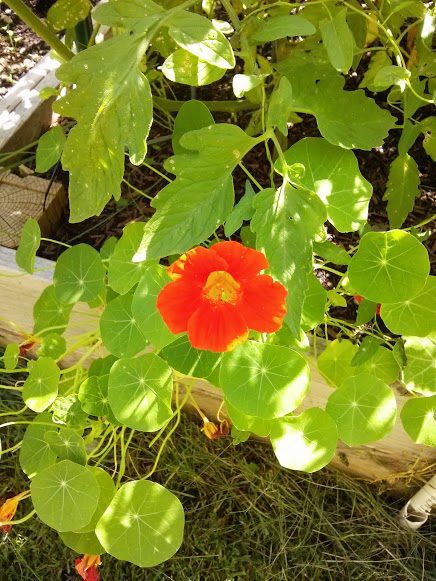 The Summer Garden