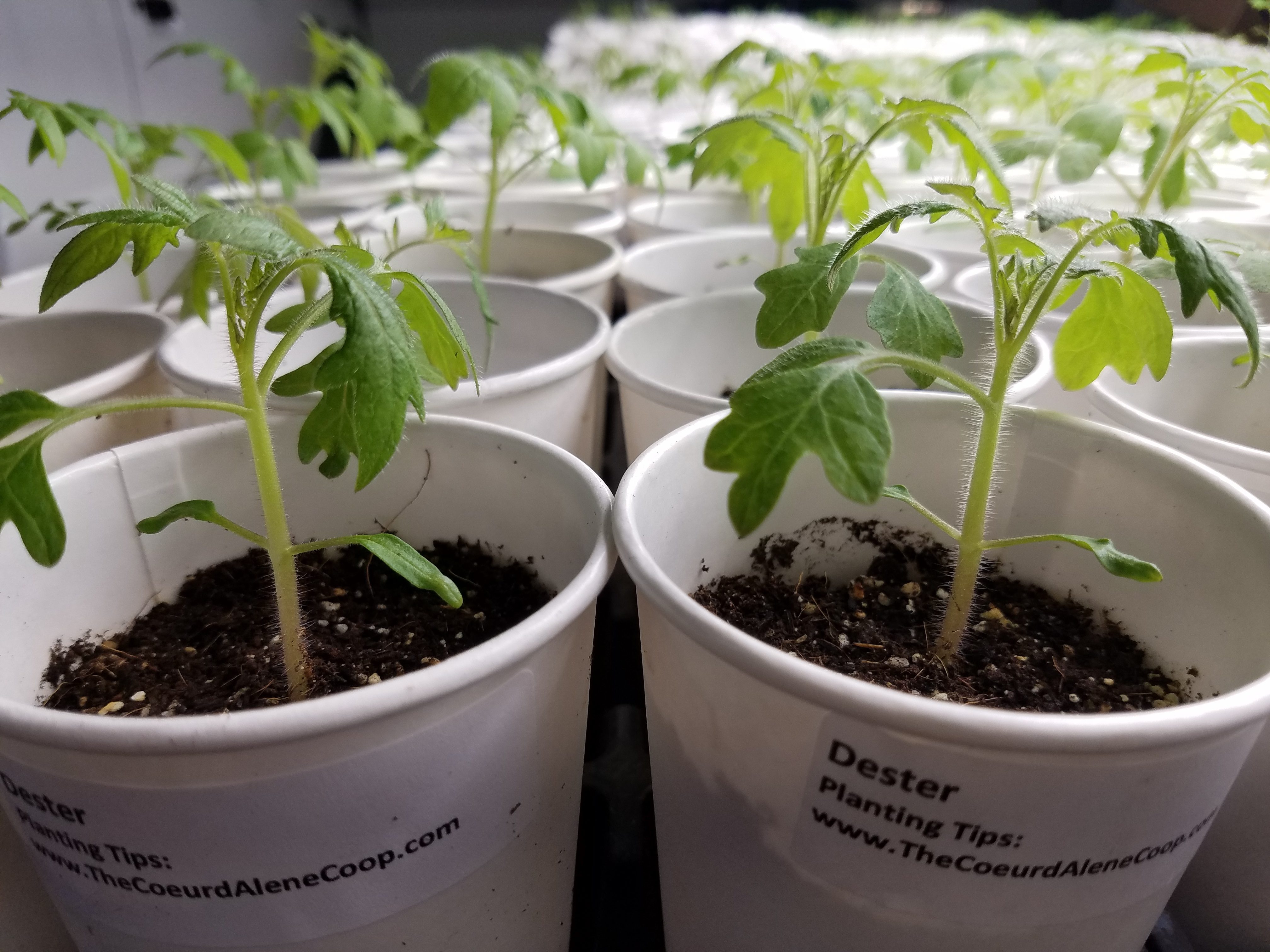Dester Heirloom Tomato Start | The Coeur d'Alene Coop