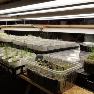 Growing Vegetables from Seed: Part 2, How to Start Seeds Indoors