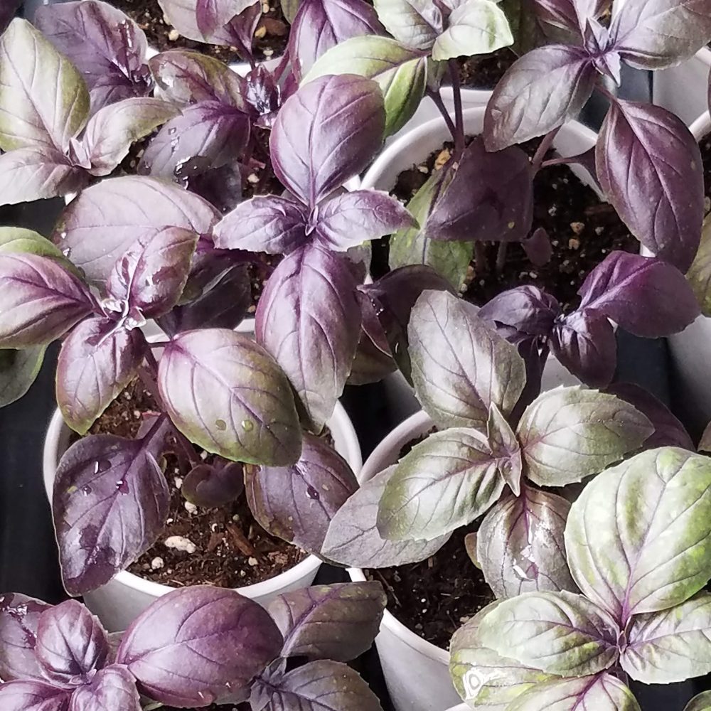 Basil Genovese Red Freddy | The Coeur d Alene Coop