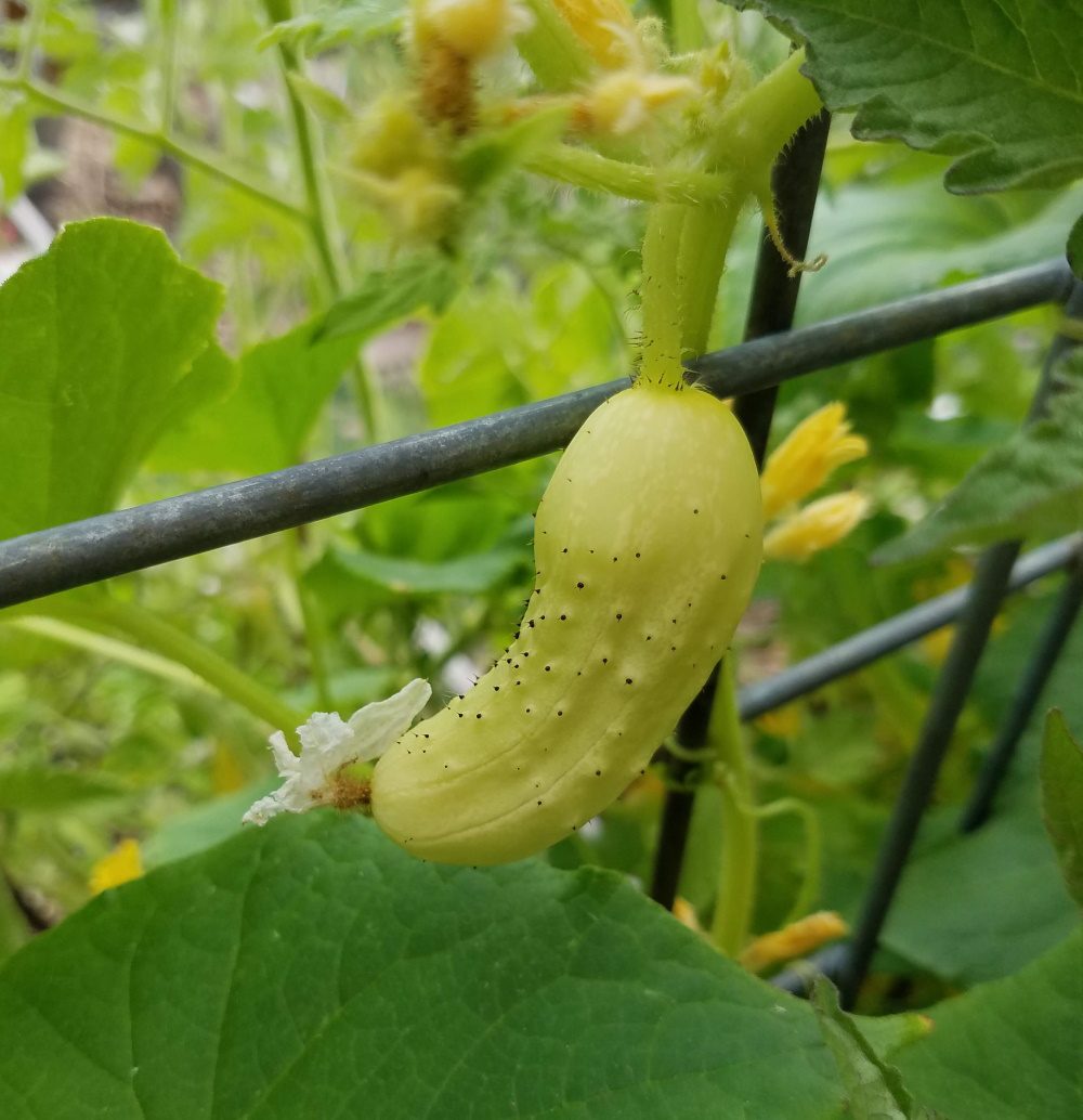salt n pepper cucumber | The Coeur d Alene Coop
