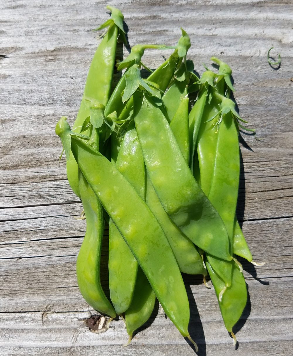 Blizzard Snow Pea | The Coeur d Alene Coop