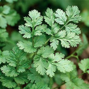 Cilantro | The Coeur D Alene Coop