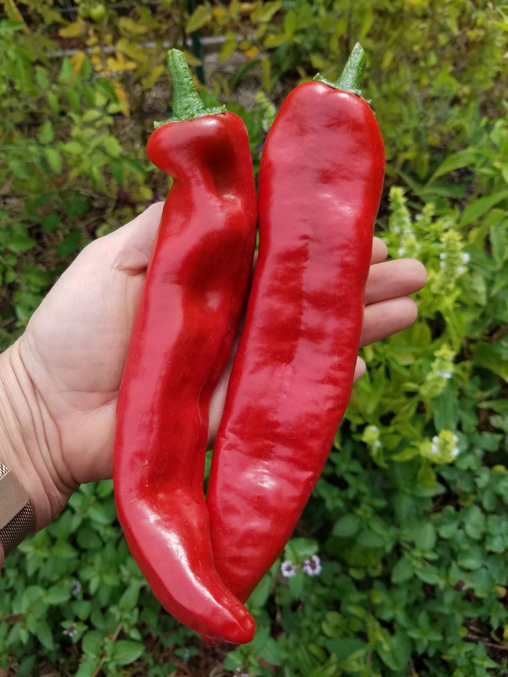 guajillo peppers | The Coeur d Alene Coop