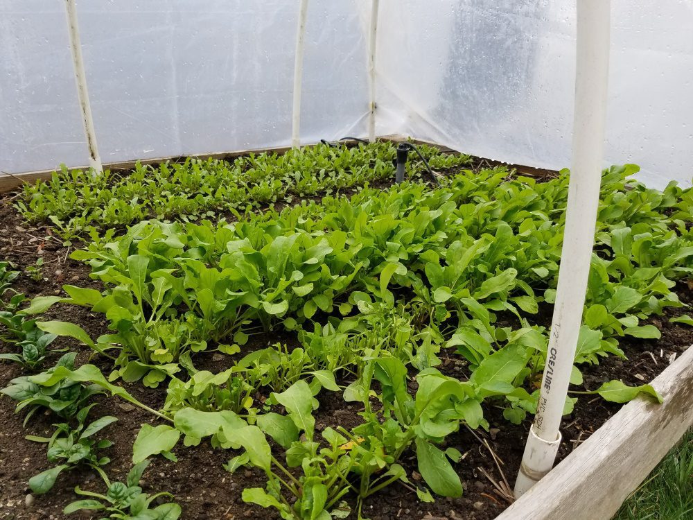 Fall greens growing in a low tunnel | The Coeur d Alene Coop