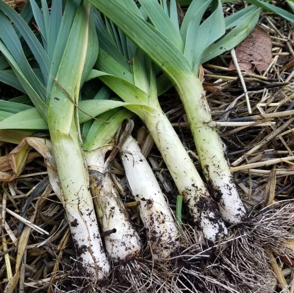 Leeks | The Coeur d Alene Coop