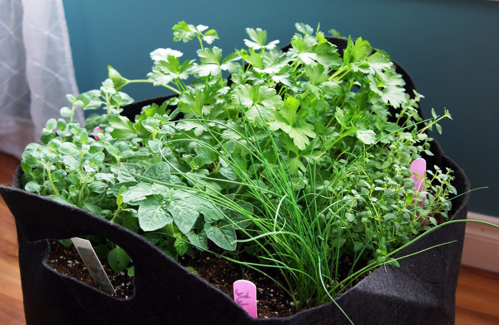 Herb container | The Coeur d Alene Coop