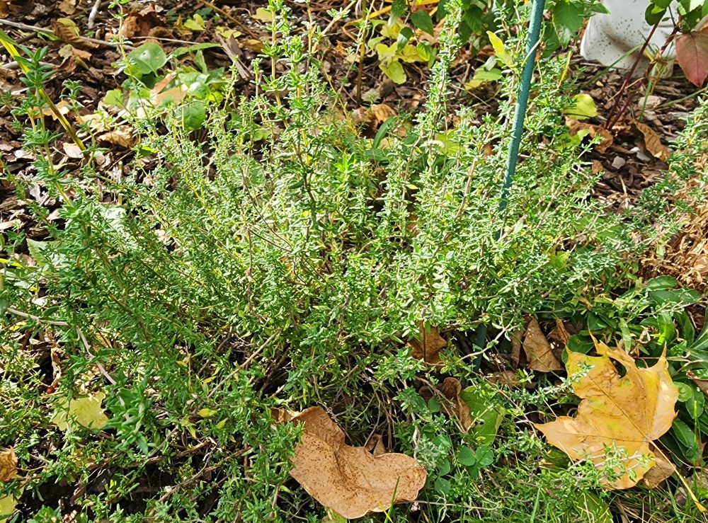 Thyme | The Coeur d Alene Coop