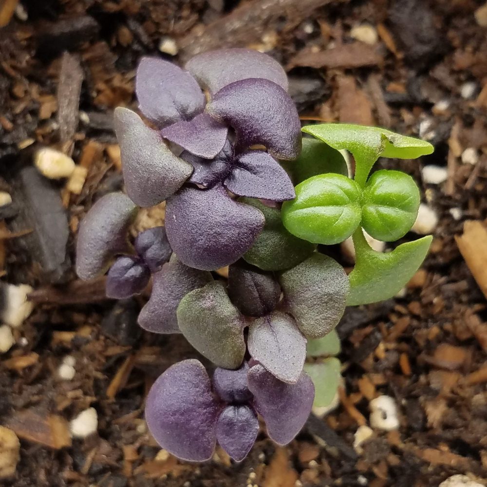 basil seedlings
