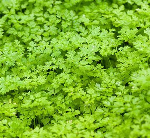 chervil herb