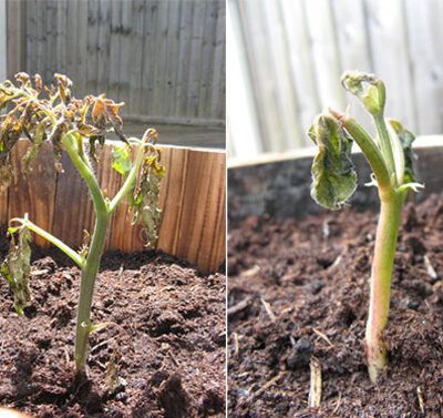 Better Safe than Sorry: Know Your Frost Dates